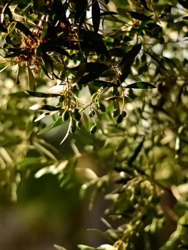 ACEITE DE OLIVA VIRGENE XTRA VARIEDAD PICUAL